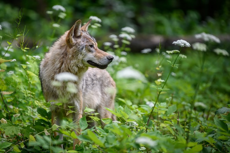 Wolf In Summer Forest Wildlife Scene From Nature 2023 11 27 04 52 46 Utc