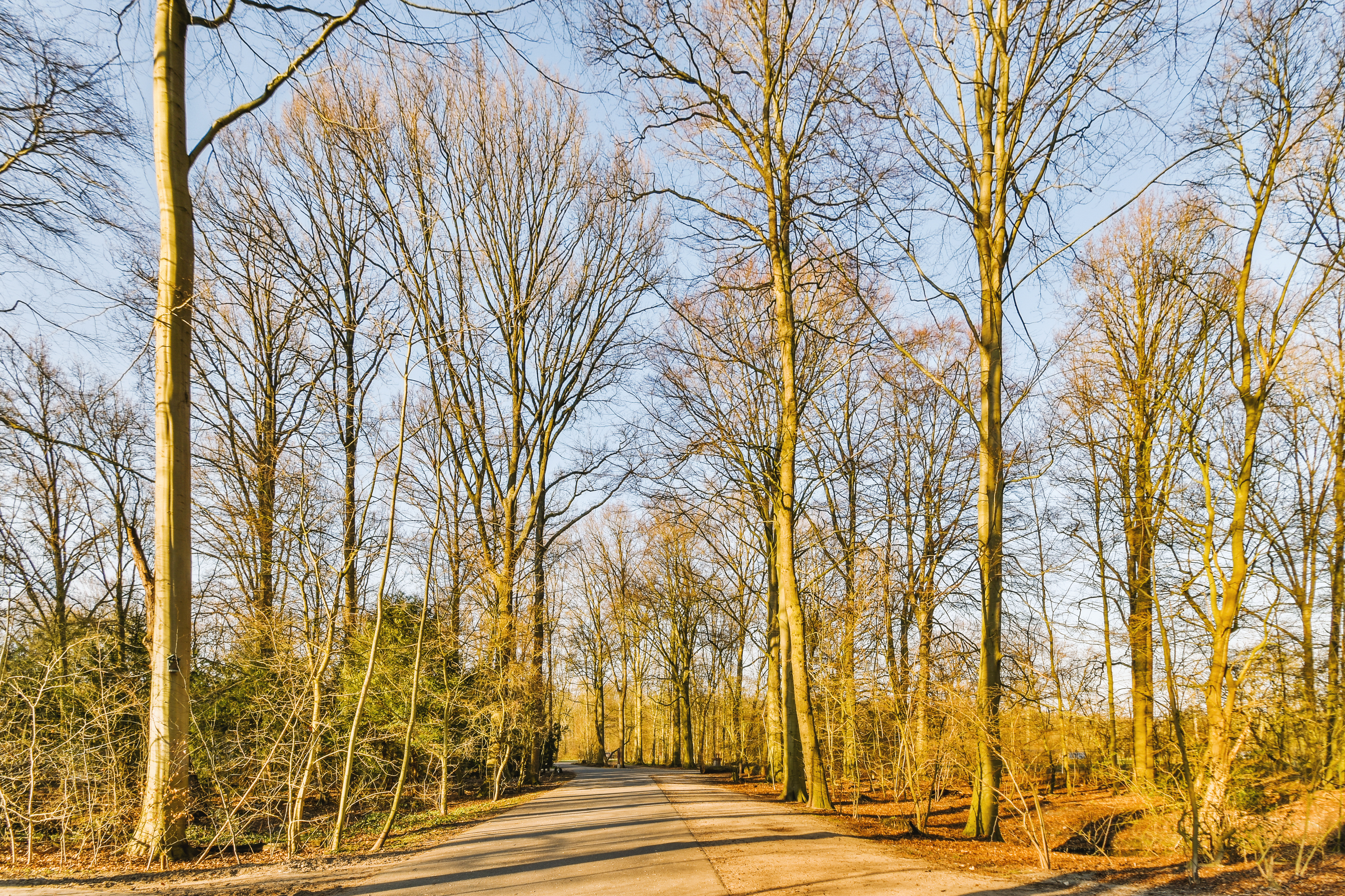 Road With Bare Trees On The Sides 2023 11 27 05 25 32 Utc