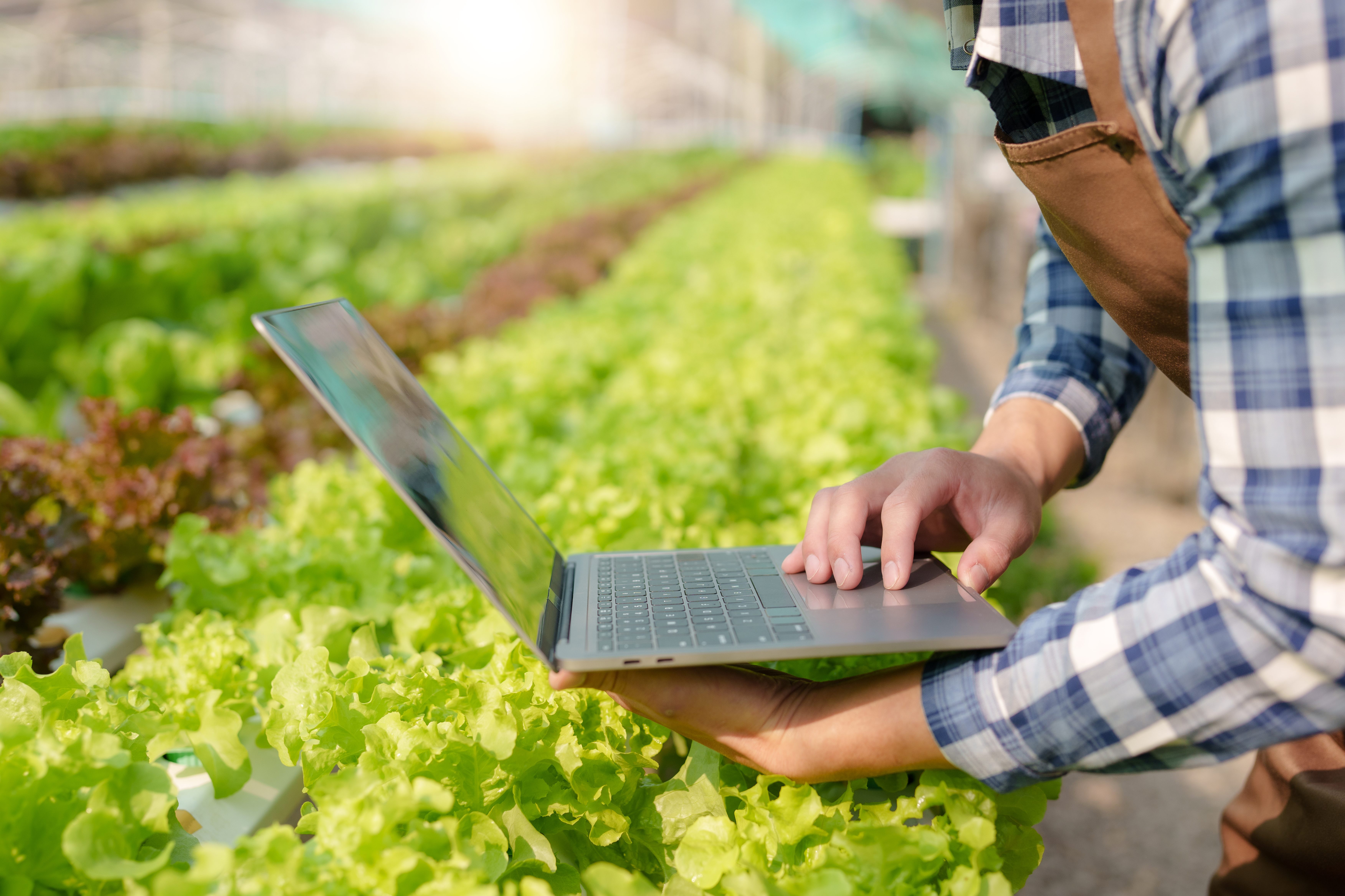 Man Farmer Harvesting Organic Vegetable Salad From 2023 11 27 05 15 47 Utc